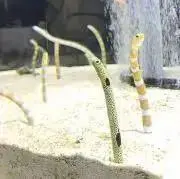 さらの画像