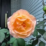 くにこまの画像
