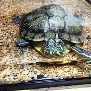 ユキ