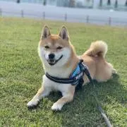 むぎパパの画像