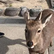 ハリマロン