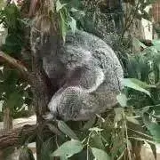 RMMの画像