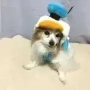 Yumiaの画像