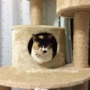 だい