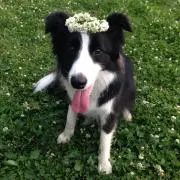 どらすたの画像