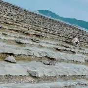 nekkoの画像
