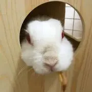 うさぎ餅