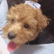 リーちゃんの画像