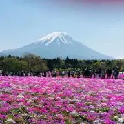 メロンパンナの画像