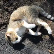 ぱんだの画像