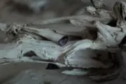 雪