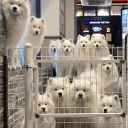 Lの画像