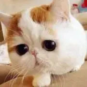 農家の嫁の画像