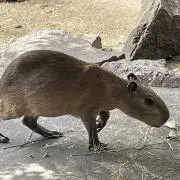 thiko