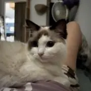 アマネの画像