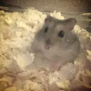yukの画像