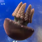 マグロ寿司の画像