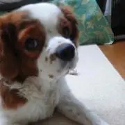 haru
