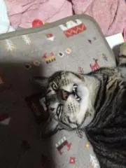 楓 即購入可の画像