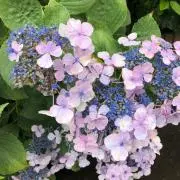 hanahanaの画像