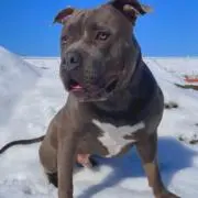 ニッキーの画像
