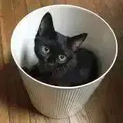 つき☆プロフ読んでね！の画像
