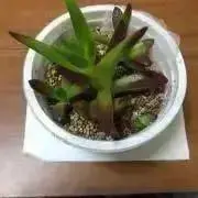 サクサク
