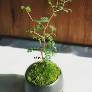 Takechiの画像