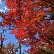 ASAの画像