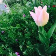 きょろちゃん［プロフ確認］の画像