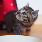 たくわんの画像