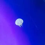 。