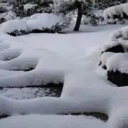茶雀