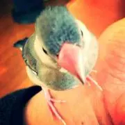 キャンちゃん