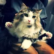 平畑朔の画像
