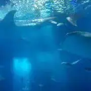 水波の画像