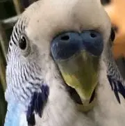 プリーの画像