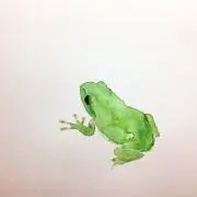 かえる