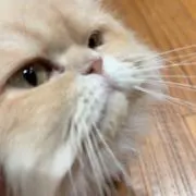 つきの画像