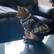 やよいの画像