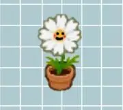 ❀しろいコスモス❀の画像