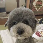 かんとりー ぽけっとの画像