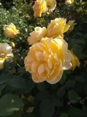 きのゑの画像