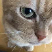 T.S