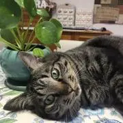 さくら