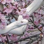 aeの画像