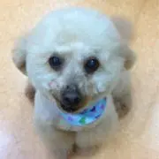 SACHIの画像