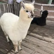 アルパカさんの画像