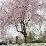 Sunの画像