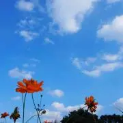 かえる